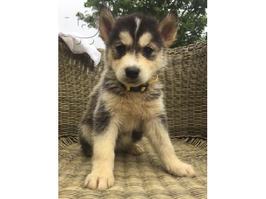 PoulaTo: αγαπώντας το Siberian Husky έτοιμο για υιοθεσία.