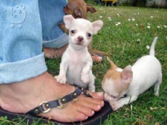 PoulaTo: Υπέροχο chihuahua για 180 €