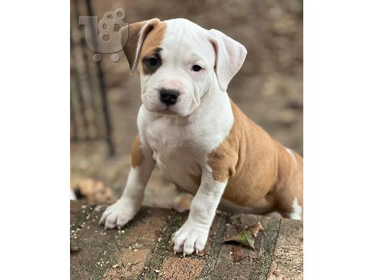 PoulaTo: American Staffordshire - Αμερικανικό Σταφορντσάιρ