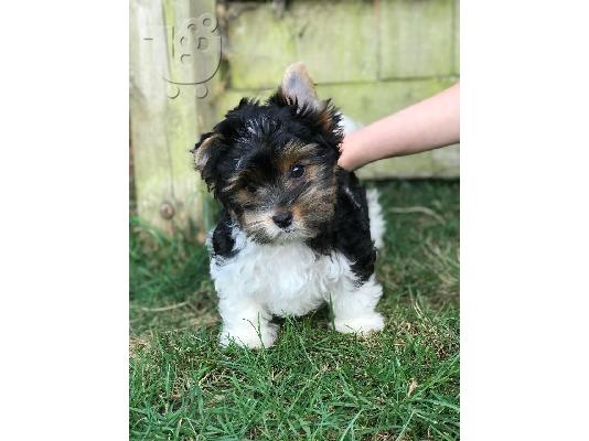 Πώληση σκυλιά και κουτάβια Yorkshire Terrier
