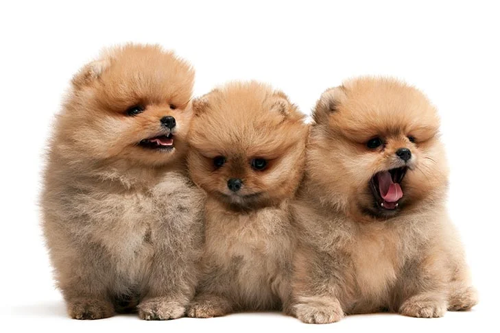 PoulaTo: Pomeranian Boo type - Πομεράνιαν μπου