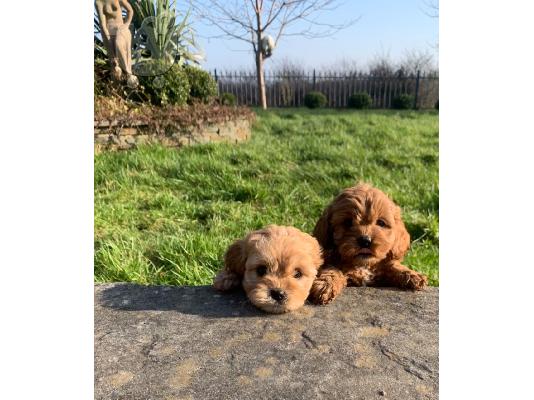 Όμορφα κουτάβια Cavapoo