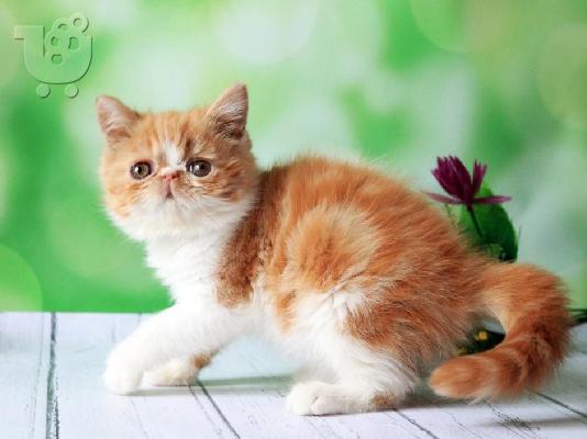 PoulaTo: Home Raised Exotic Shorthair Kittens