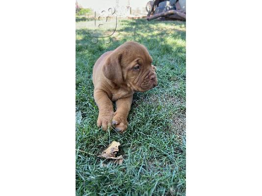 Dogue de Bordeaux κουτάβια