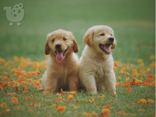 PoulaTo: Golden retriever - Γκόλντεν ριτρίβερ