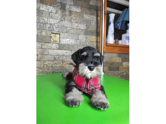 Μινιατούρα Schnauzer ΟΜΟΡΦΑ κουταβάκια