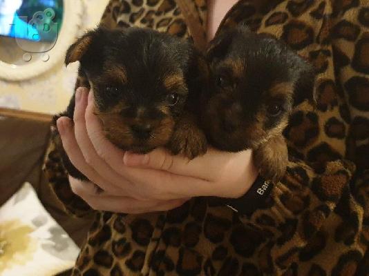 PoulaTo: Yorkshire Terrier
