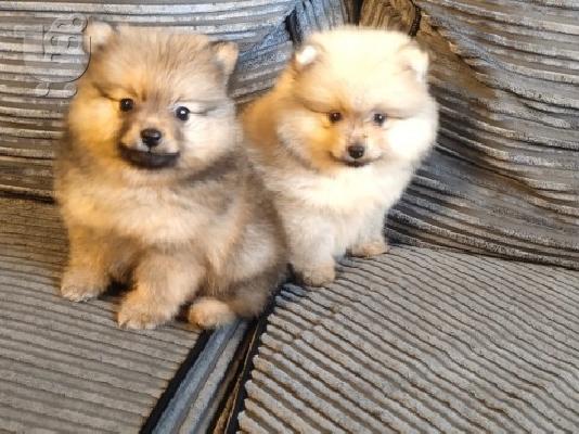 X μάζα τσαγιού Pomeranian κουτάβια