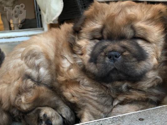 PoulaTo: Πολύ παιχνιδιάρικο Chow Chow Pups προς πώληση