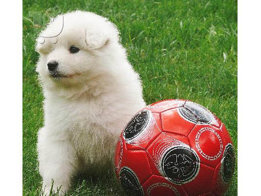 PoulaTo: Διαθέσιμα όμορφα κουτάβια Samoyed