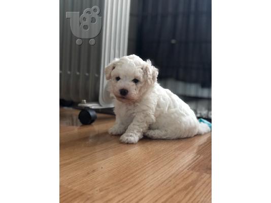 Πλήρης γενεαλογία Bichon Frise κοριτσιών κοριτσιών προς πώληση...