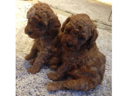 PoulaTo: Lijepi psići pug Baby Girl Ready Sada me kontaktirajte putem (whatsapp 32460219218) ili (viber 237679571657)