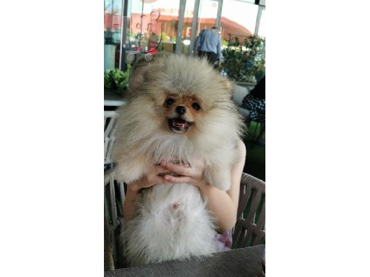 Pomeranian κουτάβια BOO καθαρόαιμα