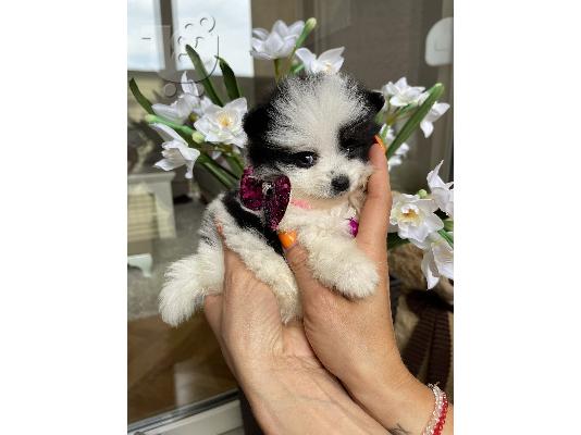 PoulaTo: Pomeranian Spitz κουτάβια + ΔΩΡΟ