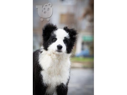 Κουτάβια Border Collie