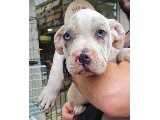PoulaTo: Pit bull xxl size
