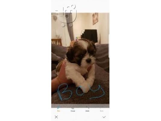 PoulaTo: όμορφα σκουπίδια κουτάβια shihtzu