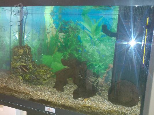 PoulaTo: Πωλείται ενυδρείο Juwel Rekord 60 ltr