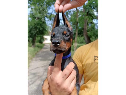 Κουτάβια Doberman μαύρο και καφέ