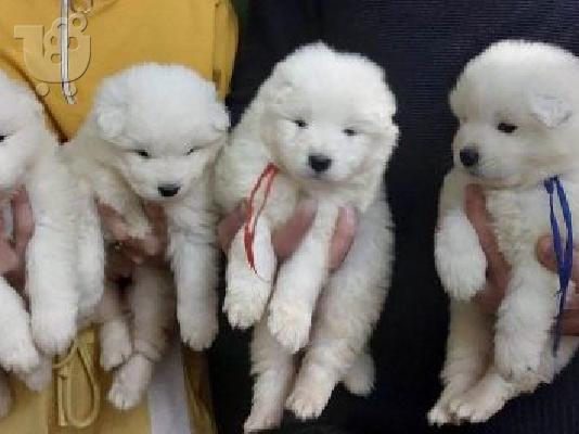 Samoyed κουτάβια