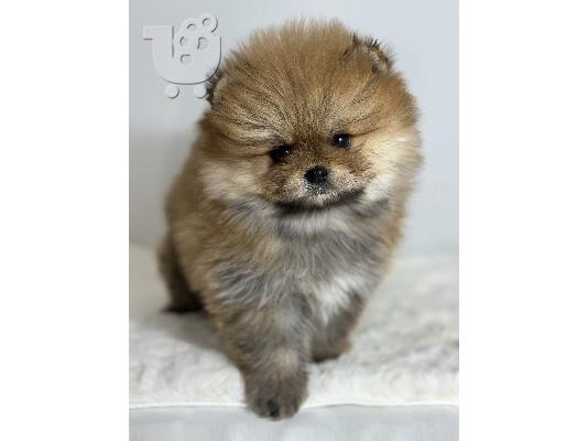 Pomeranian (BOO), καθαρόαιμο, νάνος (παιχνίδι)