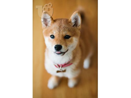 PoulaTo: Shiba Inu - Σίμπα Ίνου