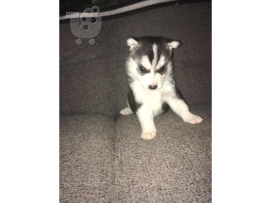 Όμορφη Σιβηρία Husky Puppys