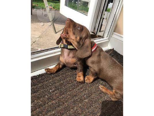Μίνι Dachshunds