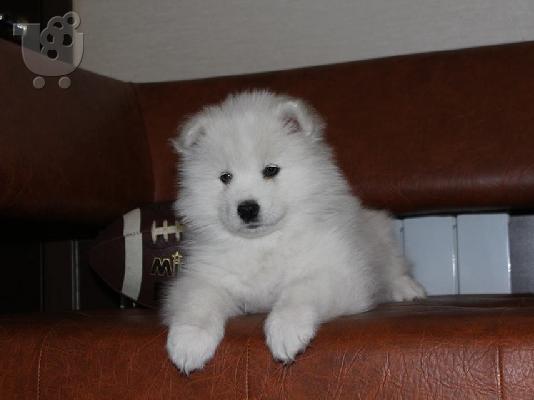PoulaTo: Όμορφα υγιή Samoyed κουτάβια