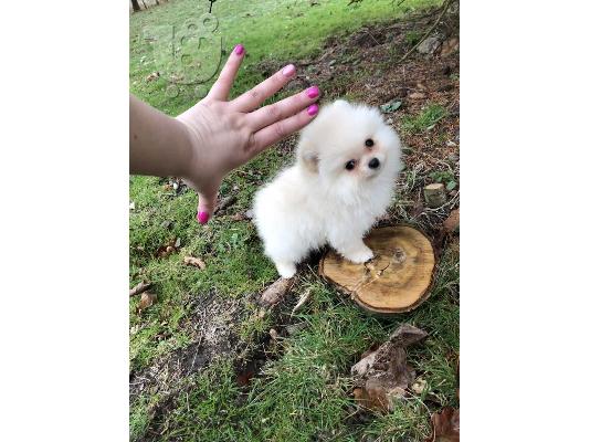 PoulaTo: όμορφα Pomeranian Puppies προς πώληση