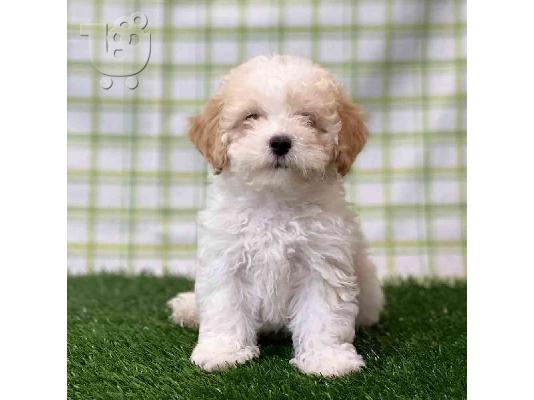 PoulaTo: Maltipoo puppy - Μαλτιπου κουτάβι