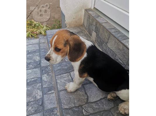 Ράτσα αγγλικού λαγωνικού κουτάβια