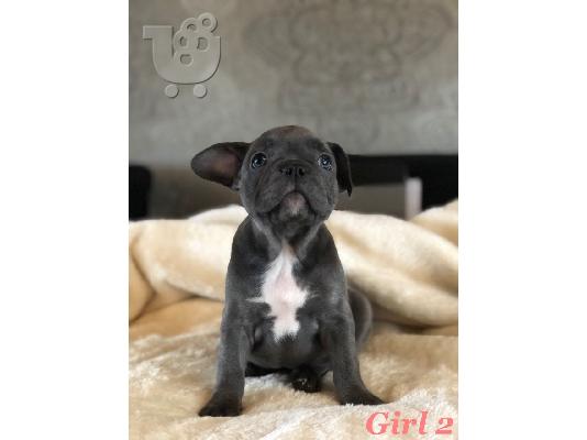 όμορφο γαλλικόBulldog έτοιμο για το νέο σπίτι τους