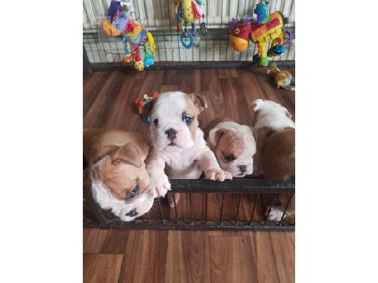 PoulaTo: English Bulldog Dogs and Puppies for sale