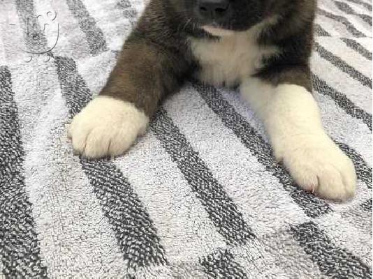 ΚΑΤΑΠΛΗΚΤΙΚΑ ΥΠΗΡΕΣΙΑ ΑΚΙΤΑ PUPPIES SVSILABLE