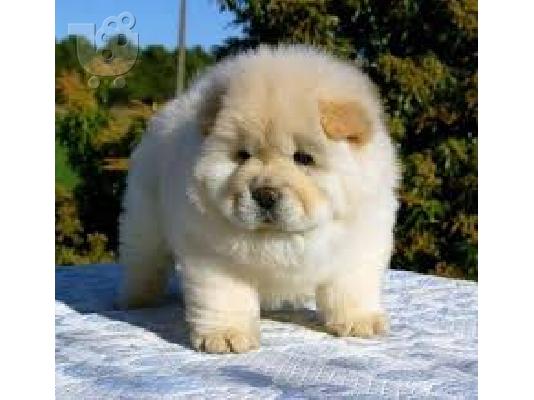 PoulaTo: Πολύ παιχνιδιάρικο Chow Chow Pups