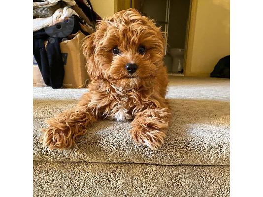 υπέροχο cavapoo έτοιμο για υιοθέτηση.