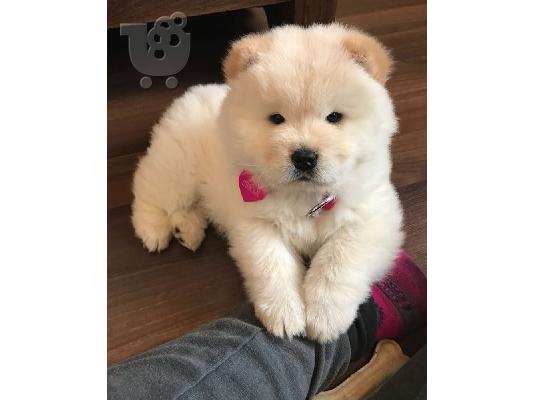 Διαθέσιμα κουτάβια Chow Chow έτοιμα προς πώληση.