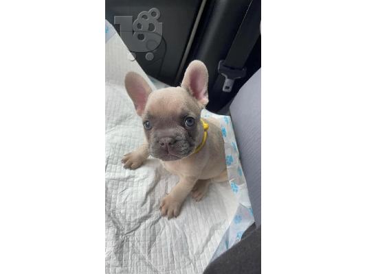 PoulaTo: French bulldog γαλλικο μπουλντογ