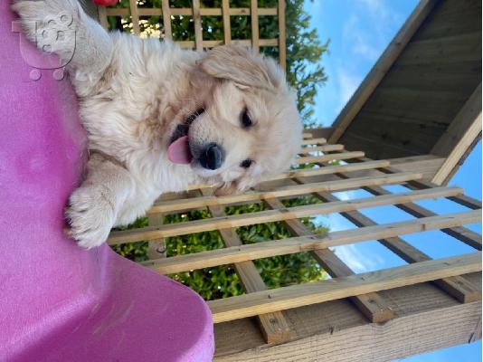Πωλούνται κουτάβια Golden Retriever