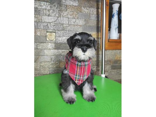 Μινιατούρα Schnauzer ΟΜΟΡΦΑ κουταβάκια
