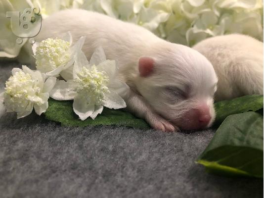 * Νέες εικόνες * Αξιολάτρευτο Γενεαλογικό Pomeranian Pups...