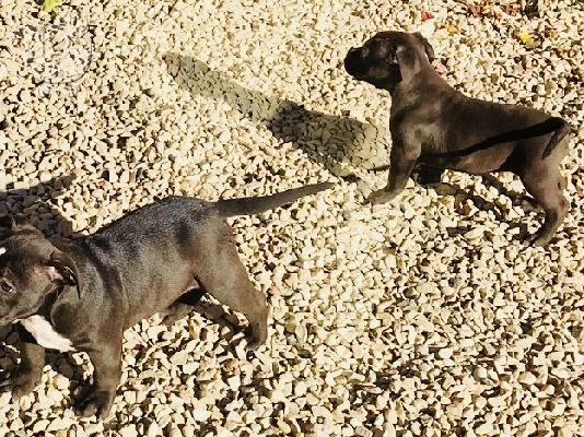 PoulaTo: ξαιρετική Bloodlines Αμερικανική Pitbull