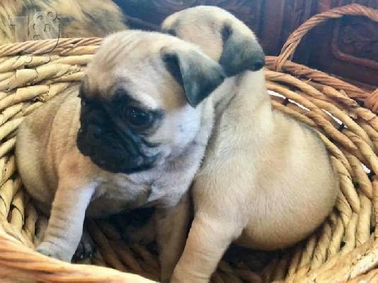 PoulaTo: Παγκ μοπς PUG Mops