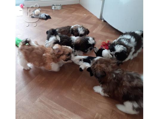 Χαριτωμένα κουτάβια Shih Tzu