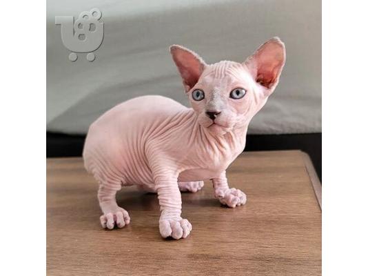 PoulaTo: Όμορφα γατάκια Sphynx