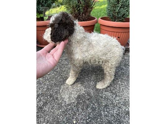 PoulaTo: Lagotto Romagnolo κουτάβια
