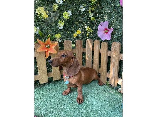 Νάνος Dachshund εξωτικά χρώματα