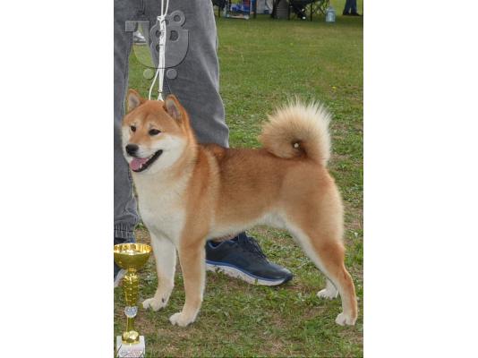 Shiba Inu κουτάβια