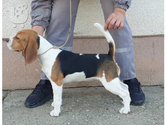 Θηλυκό Beagle προς πώληση